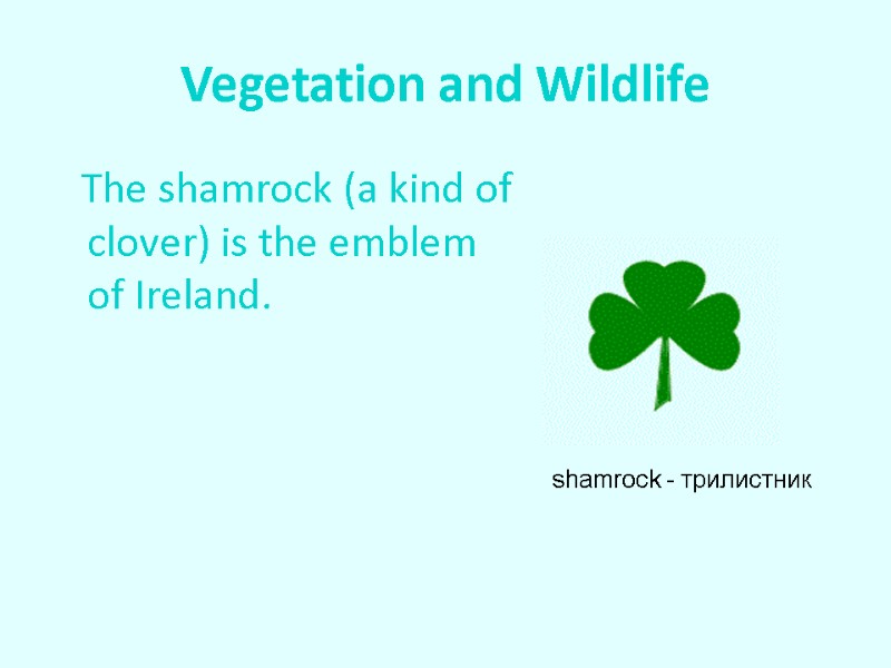 Vegetation and Wildlife    The shamrock (a kind of clover) is the